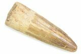 Fossil Spinosaurus Tooth - Feeding Worn Tooth #372882-1